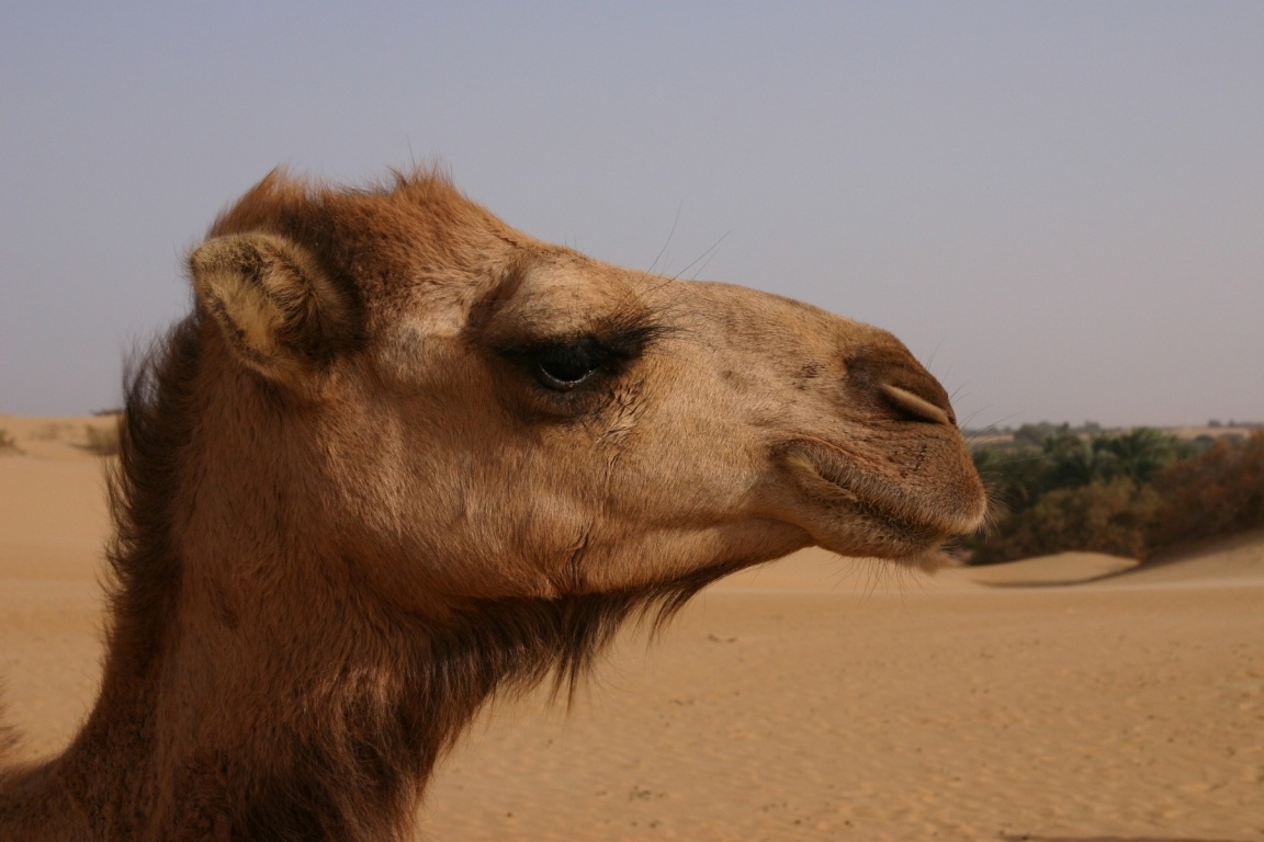 Camel, Western Desert